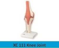 Knee Joint - Pvc, 15-20 Cm , Flexible Artificial Ligaments, Demonstrates Flexion, Extension & Internal/external Rotation For Educational Display
