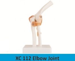 Elbow Joint