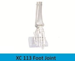 Foot Joint