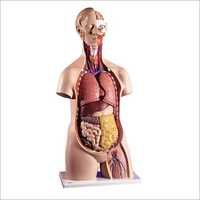 Human Torso Model