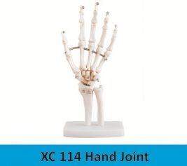 Hand Joint