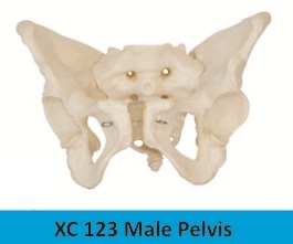 Male Pelvis