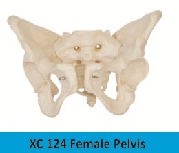 Female Pelvis