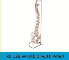 Vertebral