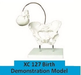 Birth Demonstration Model