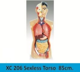 Sexless Torso