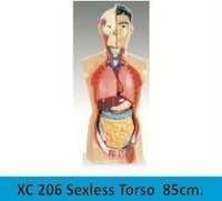 Sexless Torso