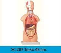 Human Torso - Detailed Anatomical Model For Educational Purposes | Ideal For Medical Institutions And Research
