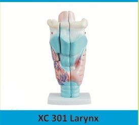 Human Larynx