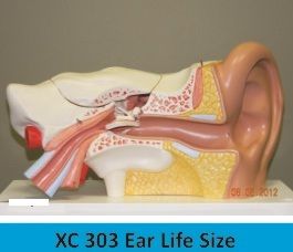 Ear Life Size