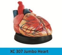 Jumbo Heart