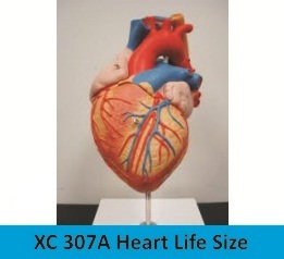 Heart Life Size