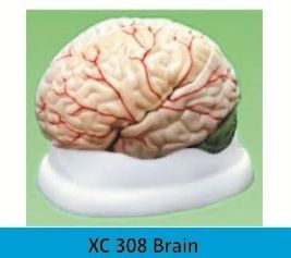 Human Brain