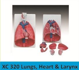 Human Lungs