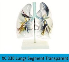 Lungs Segment Transparent