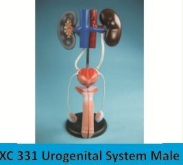 Urogenital System Male
