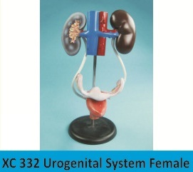 Urogenital System Female