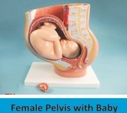 Female Pelvis With Baby