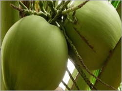 Coconut