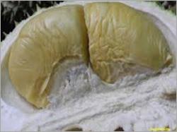 Durian