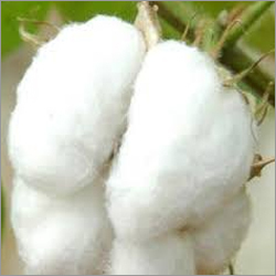 Raw Cotton