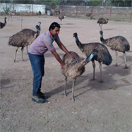EMU Care