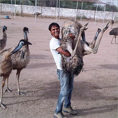 EMU Catch