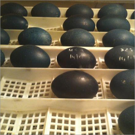 EMU Egg Trays