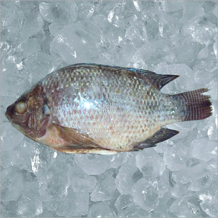 Black Tilapia