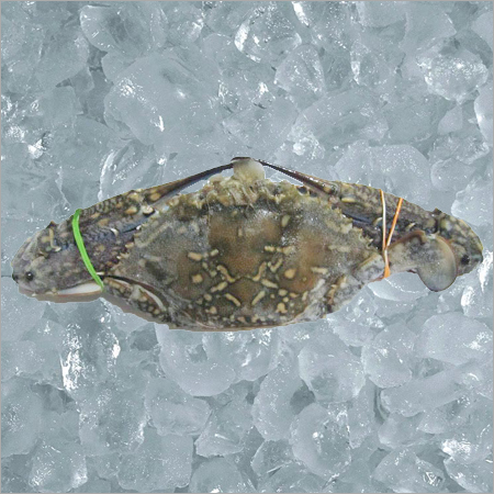 Blue Swimming Crab