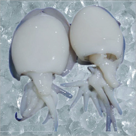Cuttle Fish