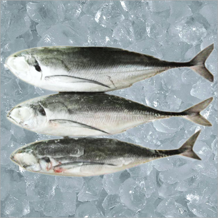 Horse Mackerel