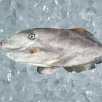 Leather Jacket Fish - Whole Round, Headless, Gutted, Skin Off, Size: 300-1000+g | Fresh Catch, High Protein, Sustainably Sourced, Versatile Use