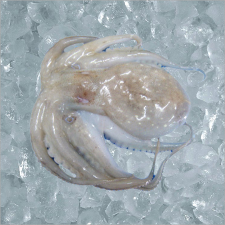 Octoupus