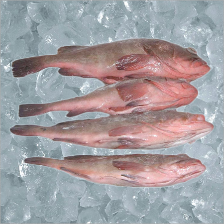 Reef Cod
