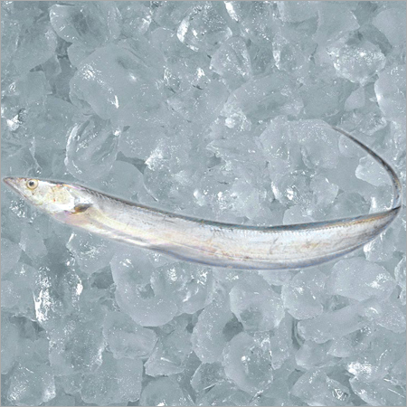 Ribbon Fish