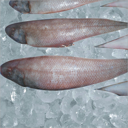Sole Fish