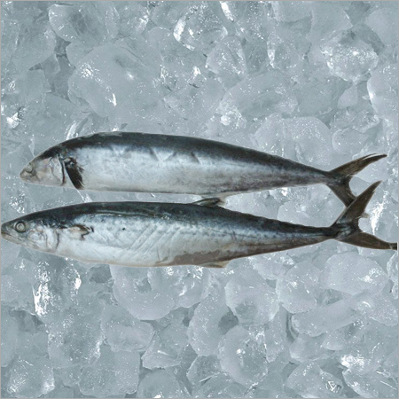 Spanish Mackerel