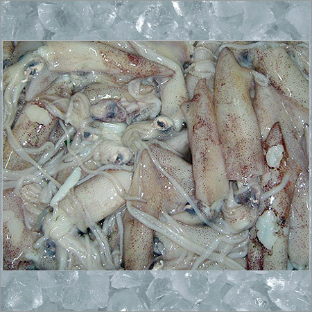 Whole - Squid