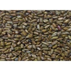 Cassia Tora Seeds