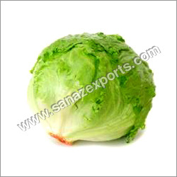 Iceberg Lettuce
