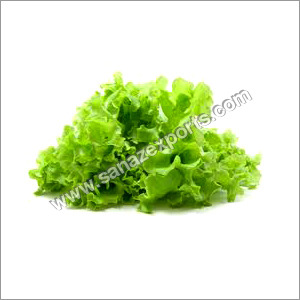 Green Leaf Lettuce