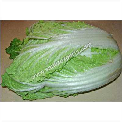 Chinese Cabbage