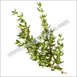 Thyme Herbs