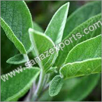 Sage Leaves