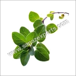 Oregano Leaves