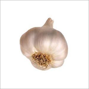 Fresh Garlic Fresh Garlic