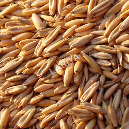 Lariya Barley