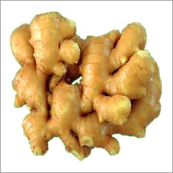 Ginger