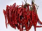 indian dry chilli